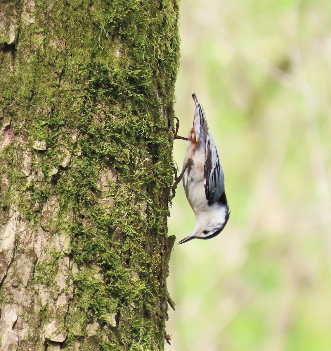 White-breasted Nuthatch - ML555114481