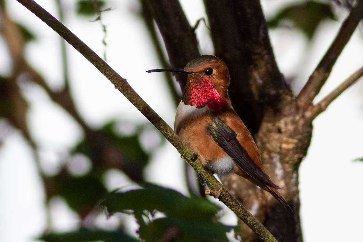 Rufous Hummingbird - ML555114701