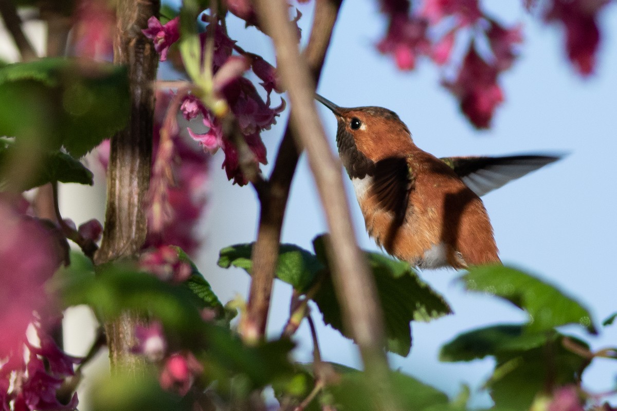 Rufous Hummingbird - ML555114711