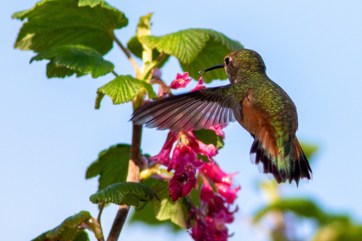 Rufous Hummingbird - ML555114741