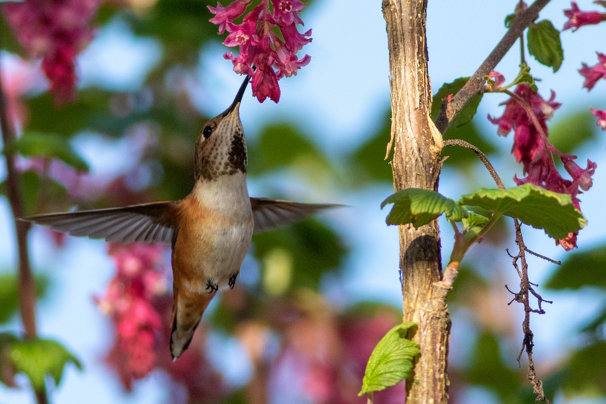 Rufous Hummingbird - ML555114751