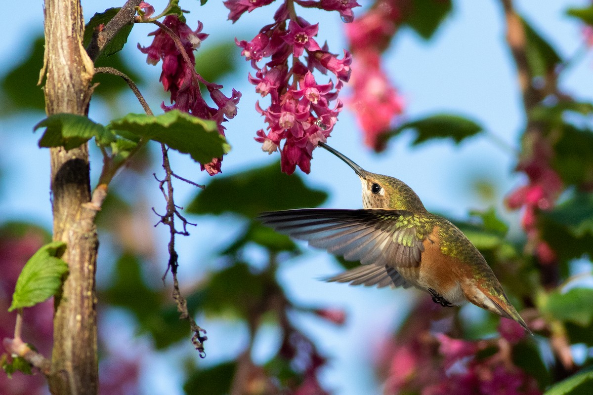 Rufous Hummingbird - ML555114761