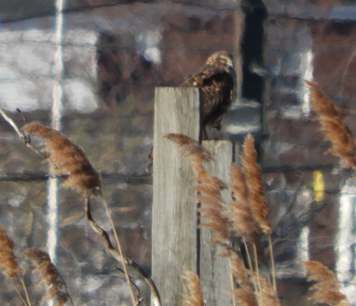 Northern Harrier - ML555115031