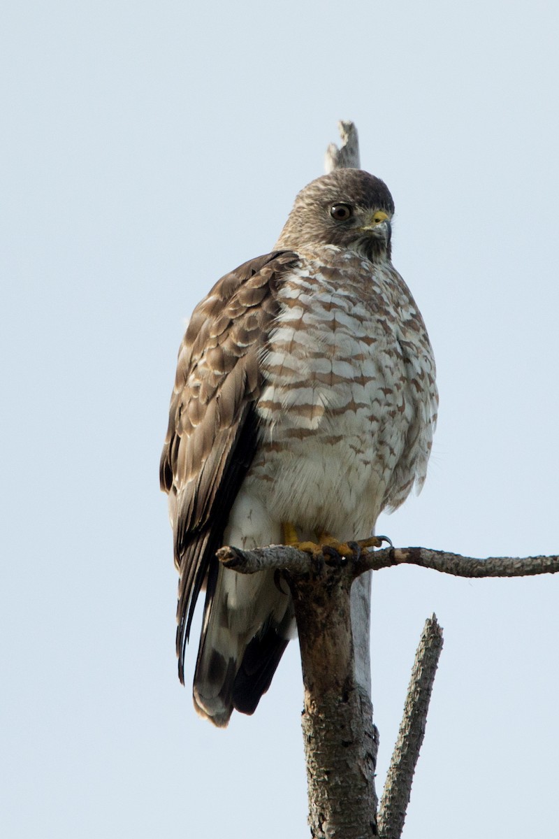 Broad-winged Hawk - ML55511551