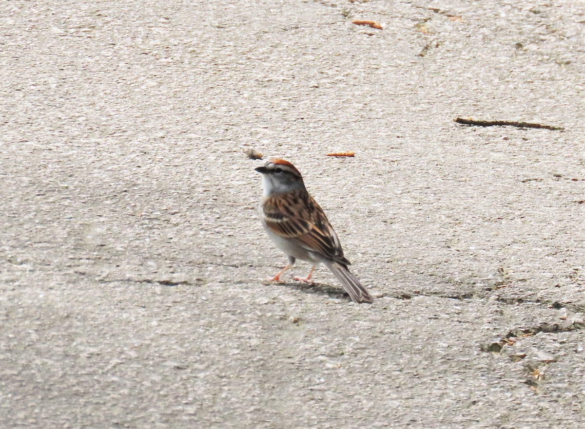Chipping Sparrow - ML555116101