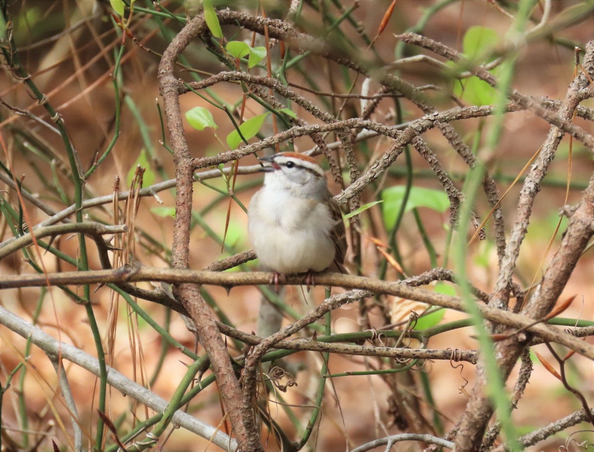 Chipping Sparrow - ML555116111