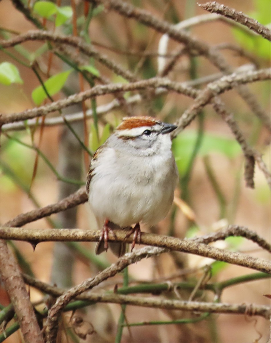 Chipping Sparrow - ML555116121