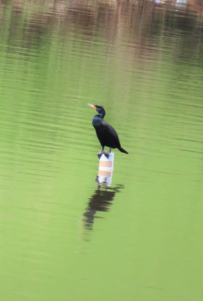 Double-crested Cormorant - ML555116311