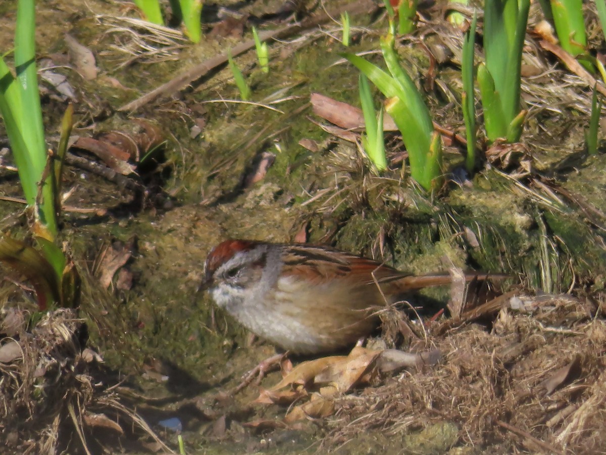 Swamp Sparrow - ML555116691