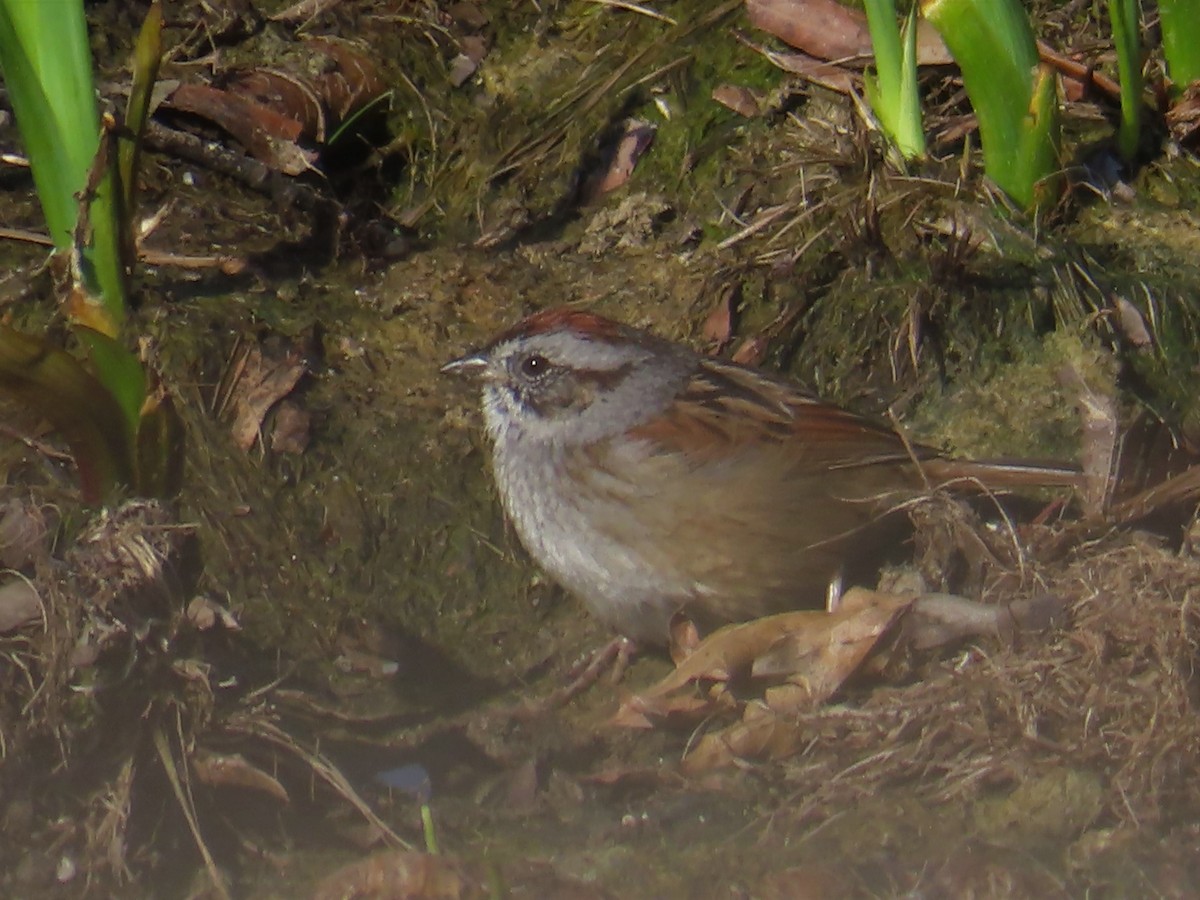 Swamp Sparrow - ML555116741