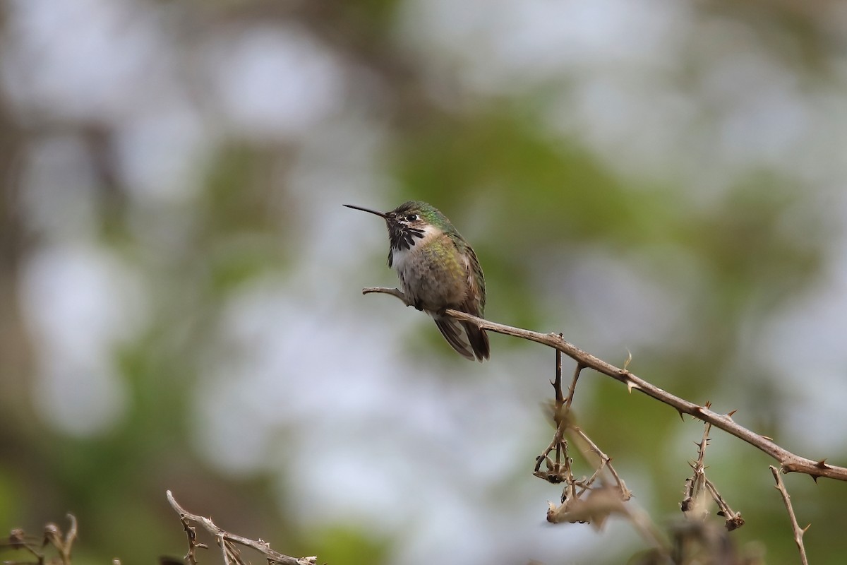 Calliope Hummingbird - ML555117161