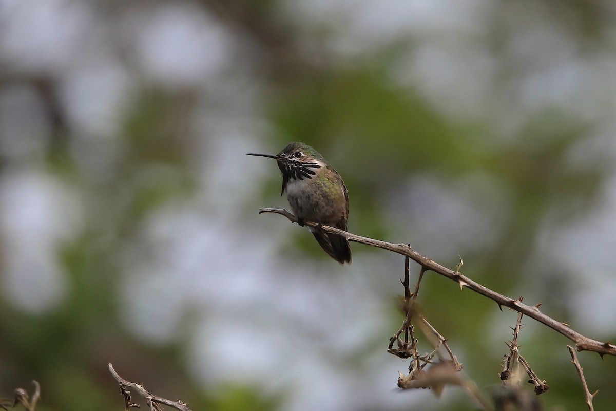 Calliope Hummingbird - ML555117221