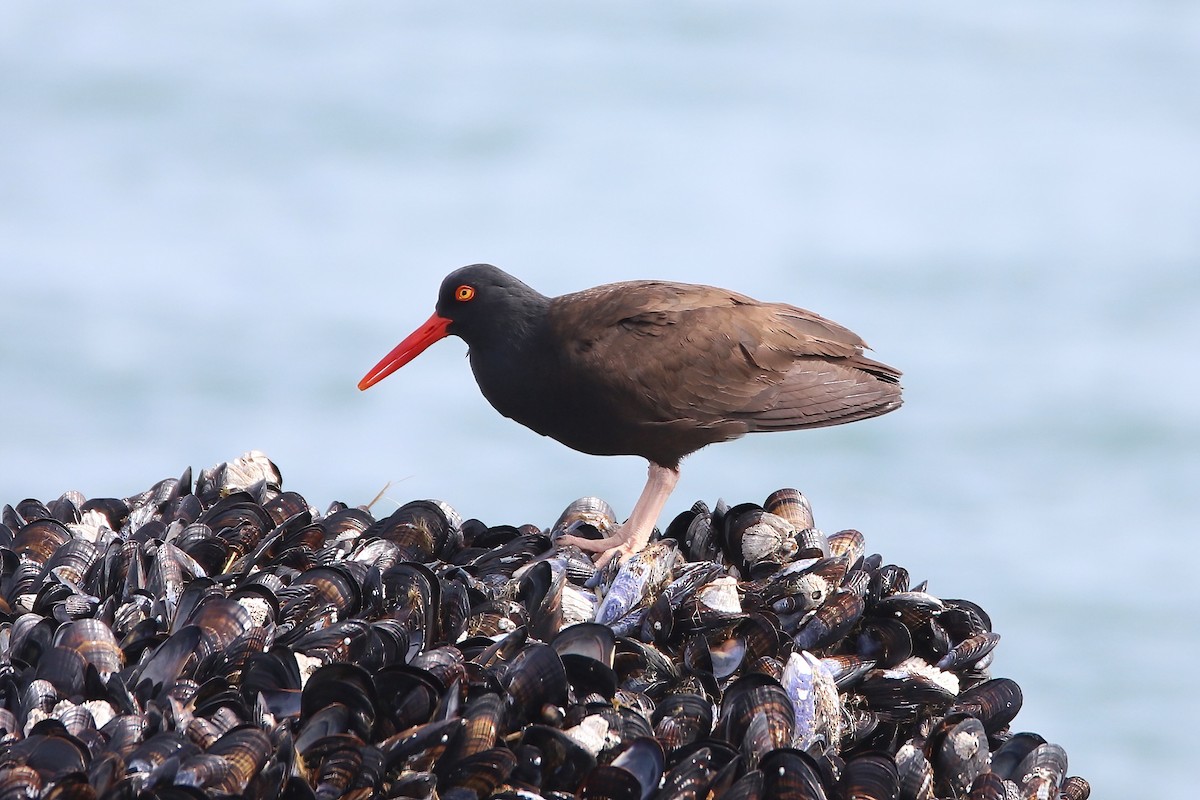 Black Oystercatcher - ML555118211