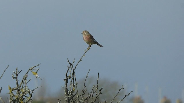 Ketenkuşu - ML555118971