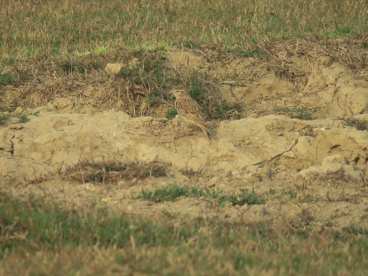 Greater Short-toed Lark - ML555119451