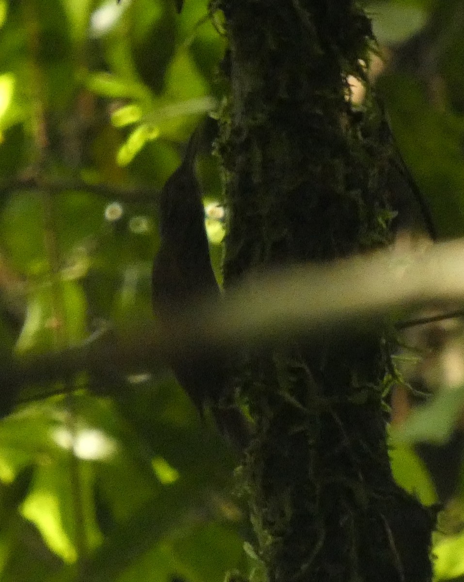 Long-tailed Woodcreeper - Jasen Liu