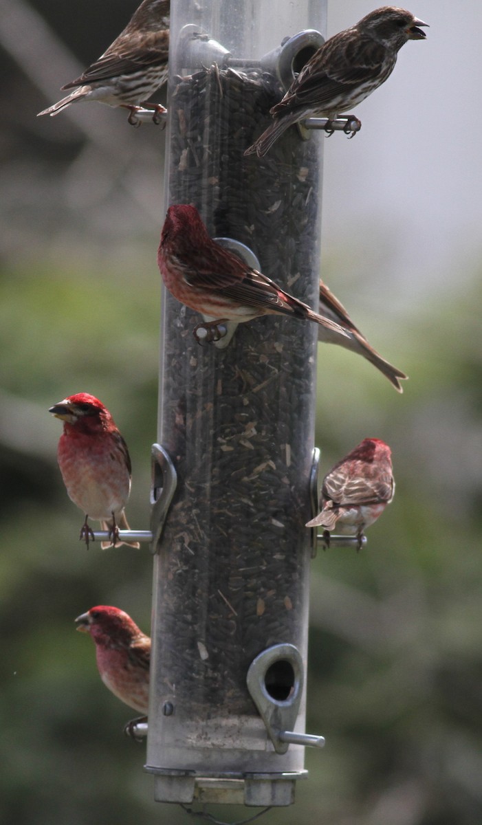 Purple Finch (Eastern) - ML55512021