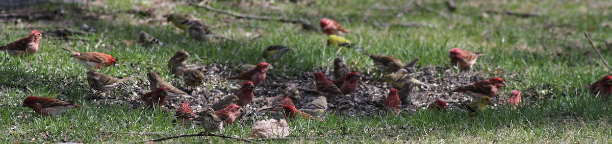 Purple Finch (Eastern) - ML55512101