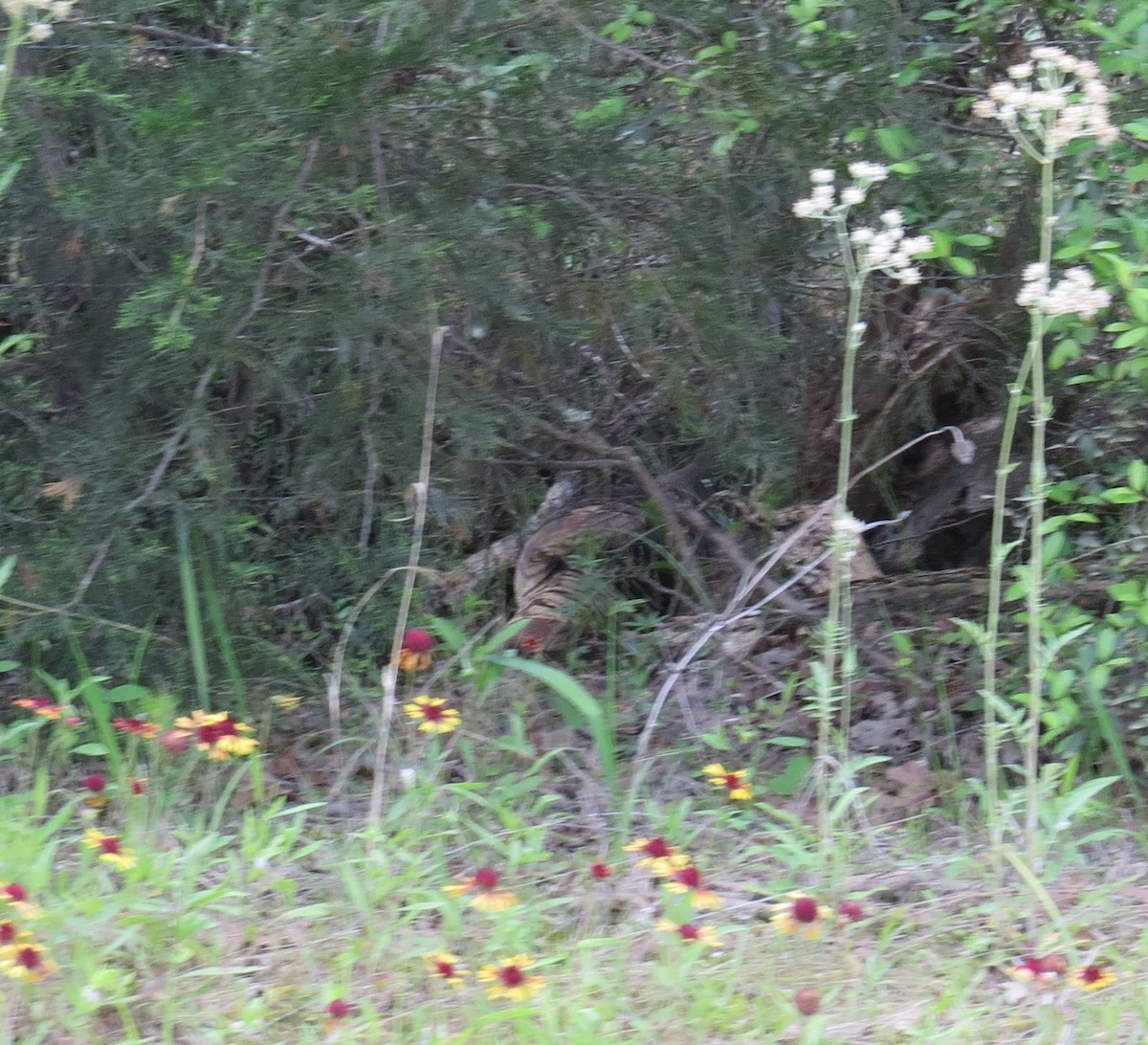 Wild Turkey - ML55512141