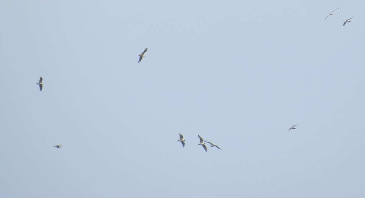 Franklin's Gull - ML55512151