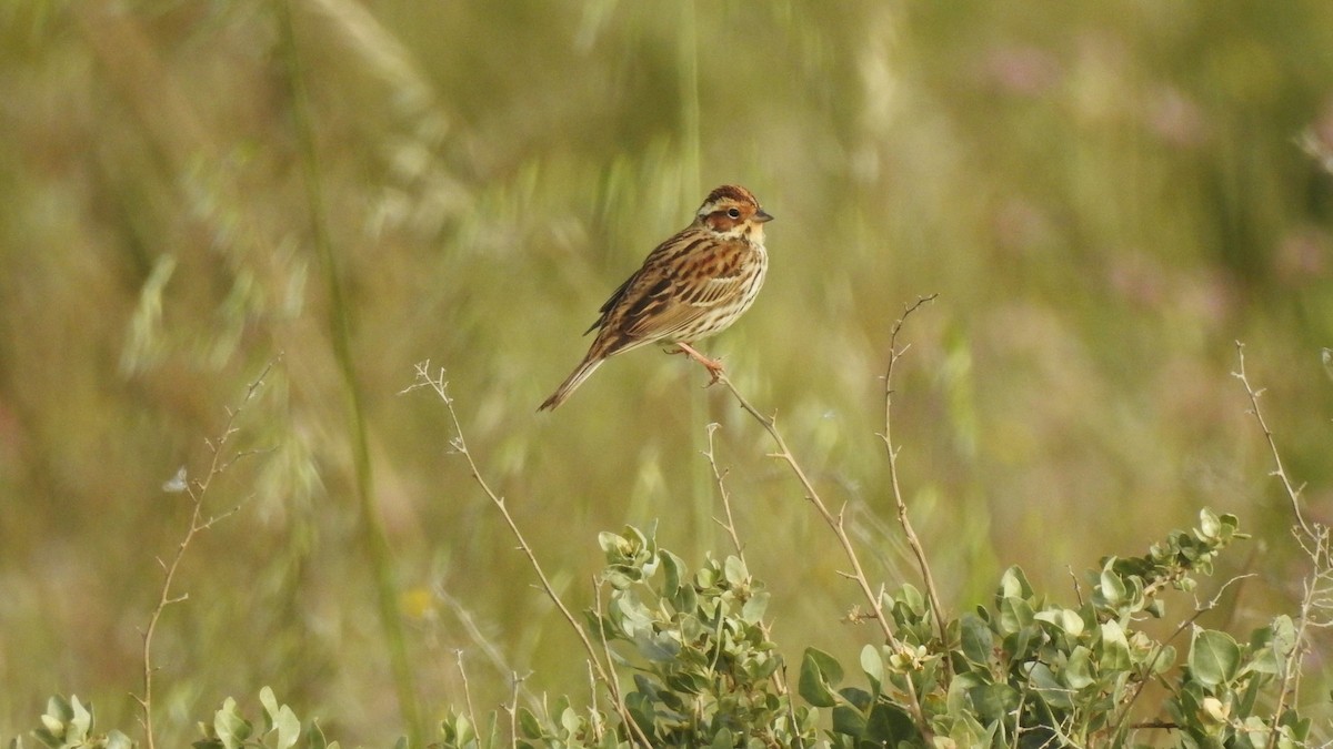Little Bunting - ML555122191