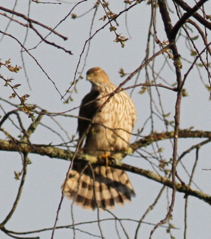 Cooper's Hawk - ML55512231