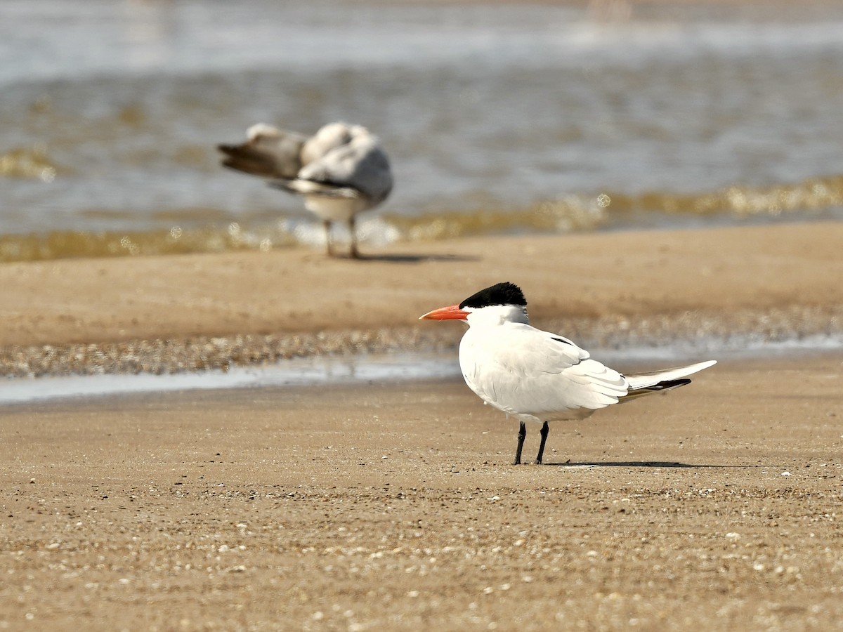 Caspian Tern - Bill Massaro