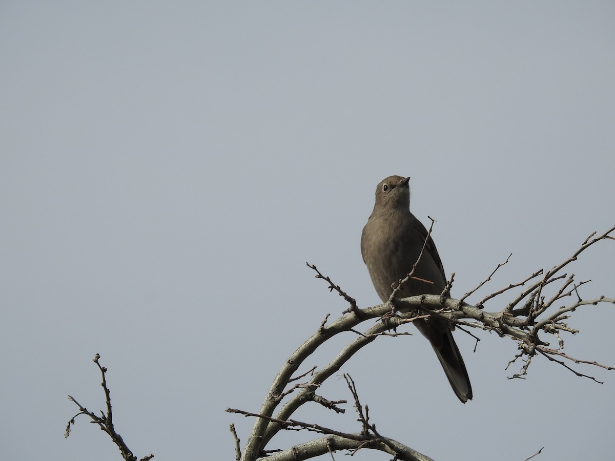 Townsend's Solitaire - Sue Lietz