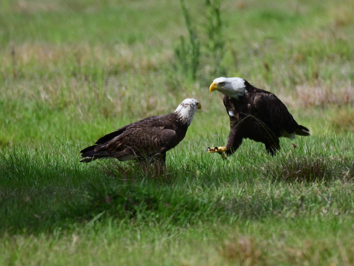 Bald Eagle - ML555125251