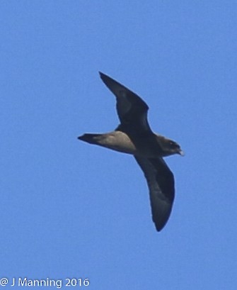 Petrel de la Henderson - ML555125661