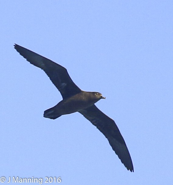 Henderson Petrel - ML555125671