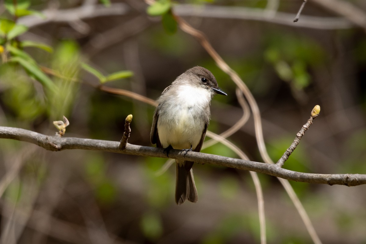 Eastern Phoebe - ML555126601