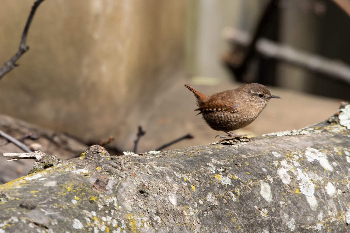 Winter Wren - ML555126711