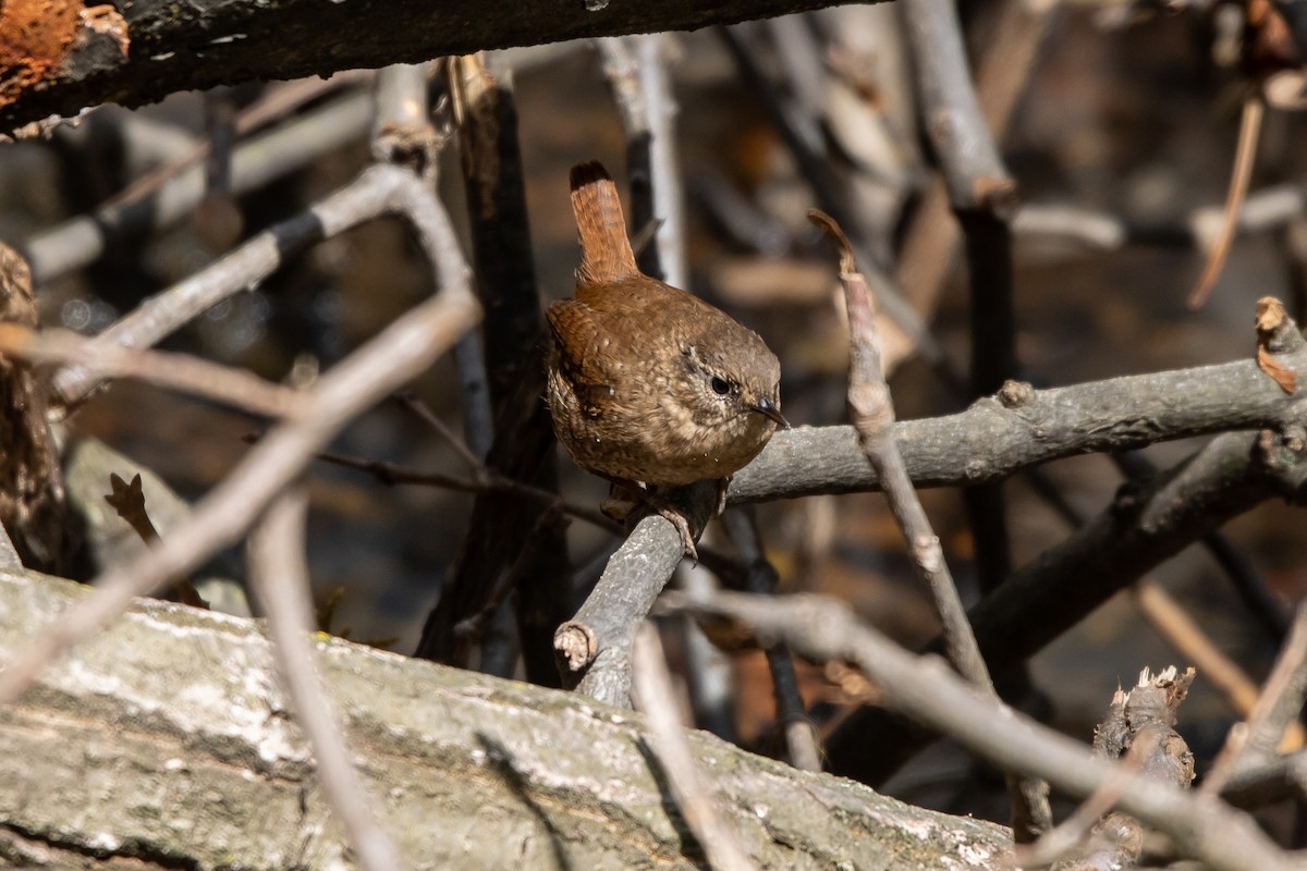 Winter Wren - ML555126741