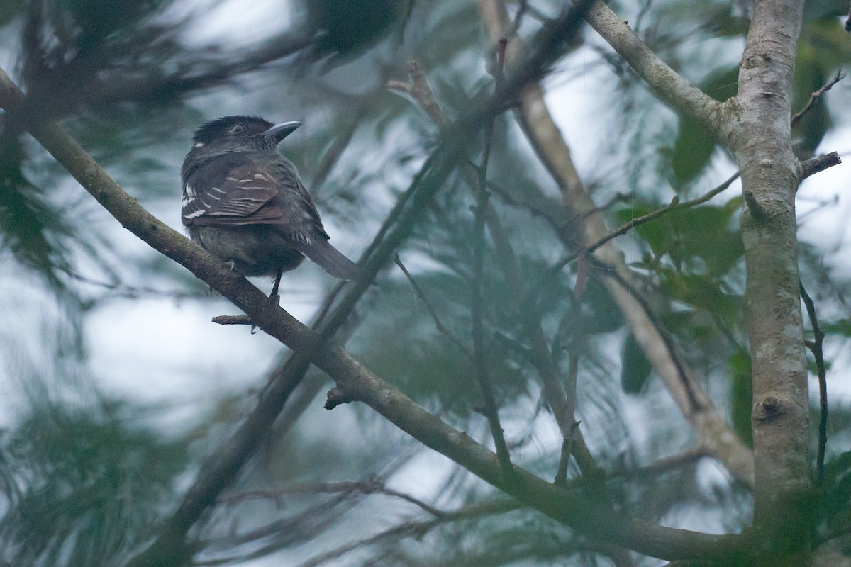 White-winged Becard - Martjan Lammertink