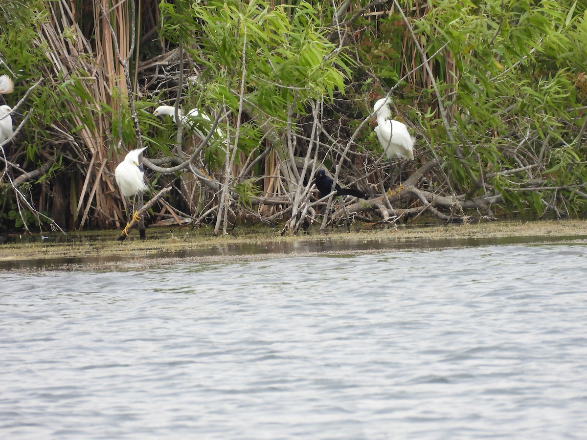 Snowy Egret - ML555126921