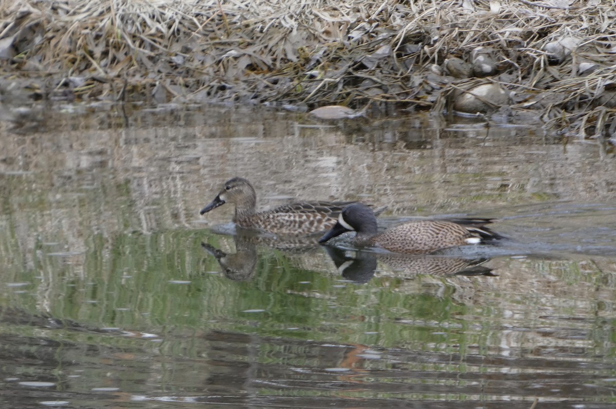 Blue-winged Teal - ML555127041