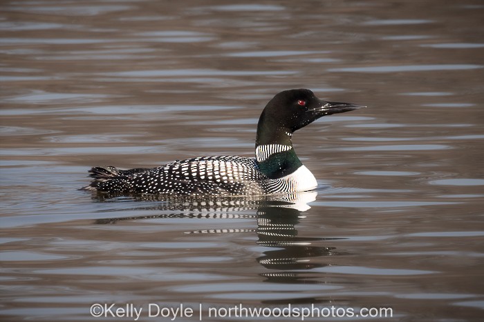 Common Loon - ML555127791