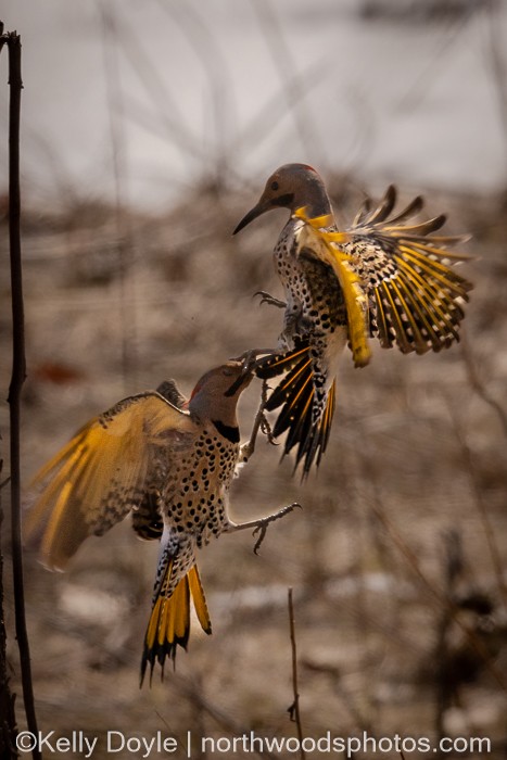 Northern Flicker - ML555127911