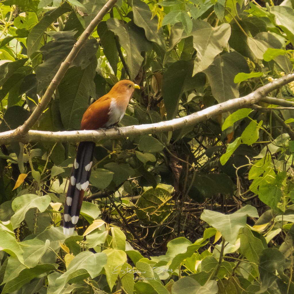 Squirrel Cuckoo - ML555128181