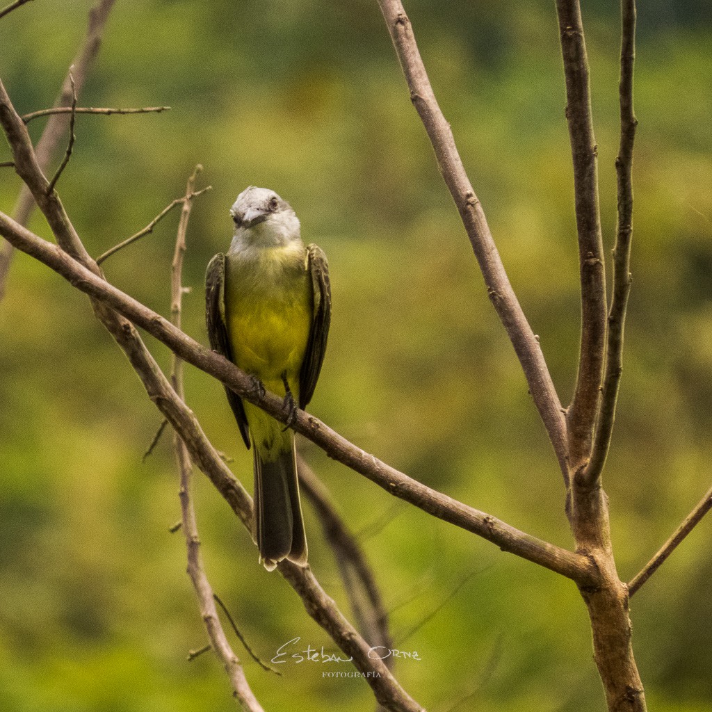 Tropical Kingbird - ML555128331