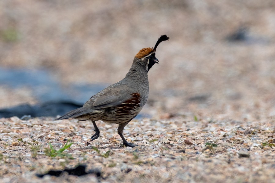 Gambel's Quail - ML555128441