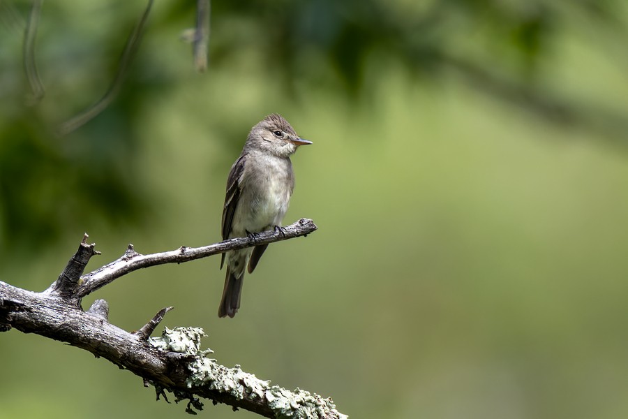 Western Wood-Pewee - ML555128501