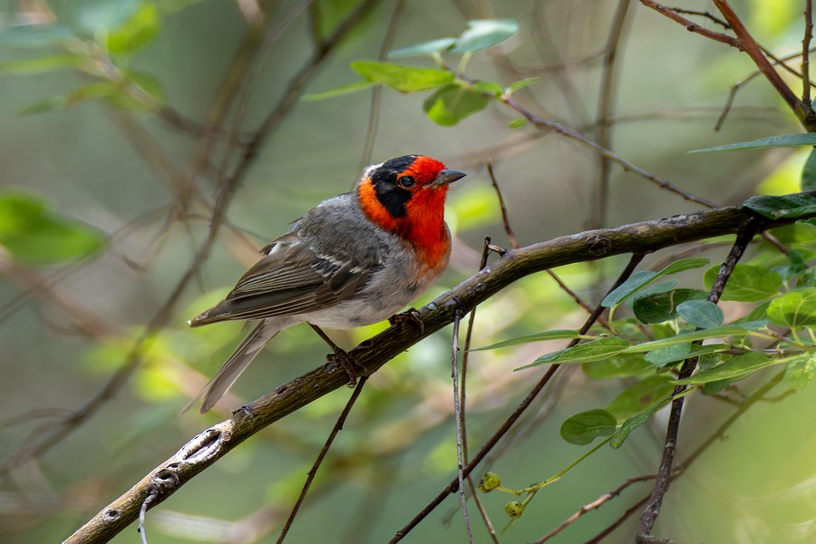 Red-faced Warbler - ML555128551