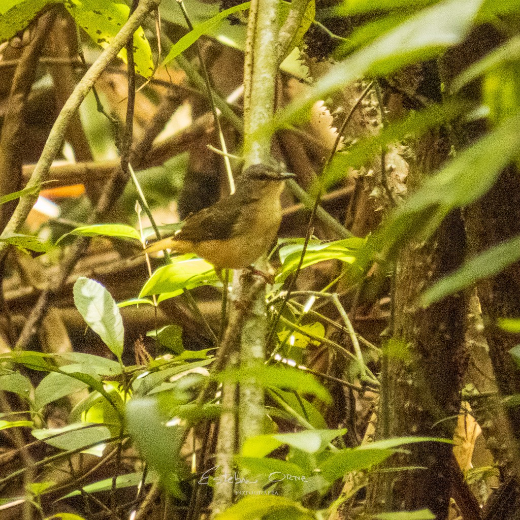 Buff-rumped Warbler - ML555128591
