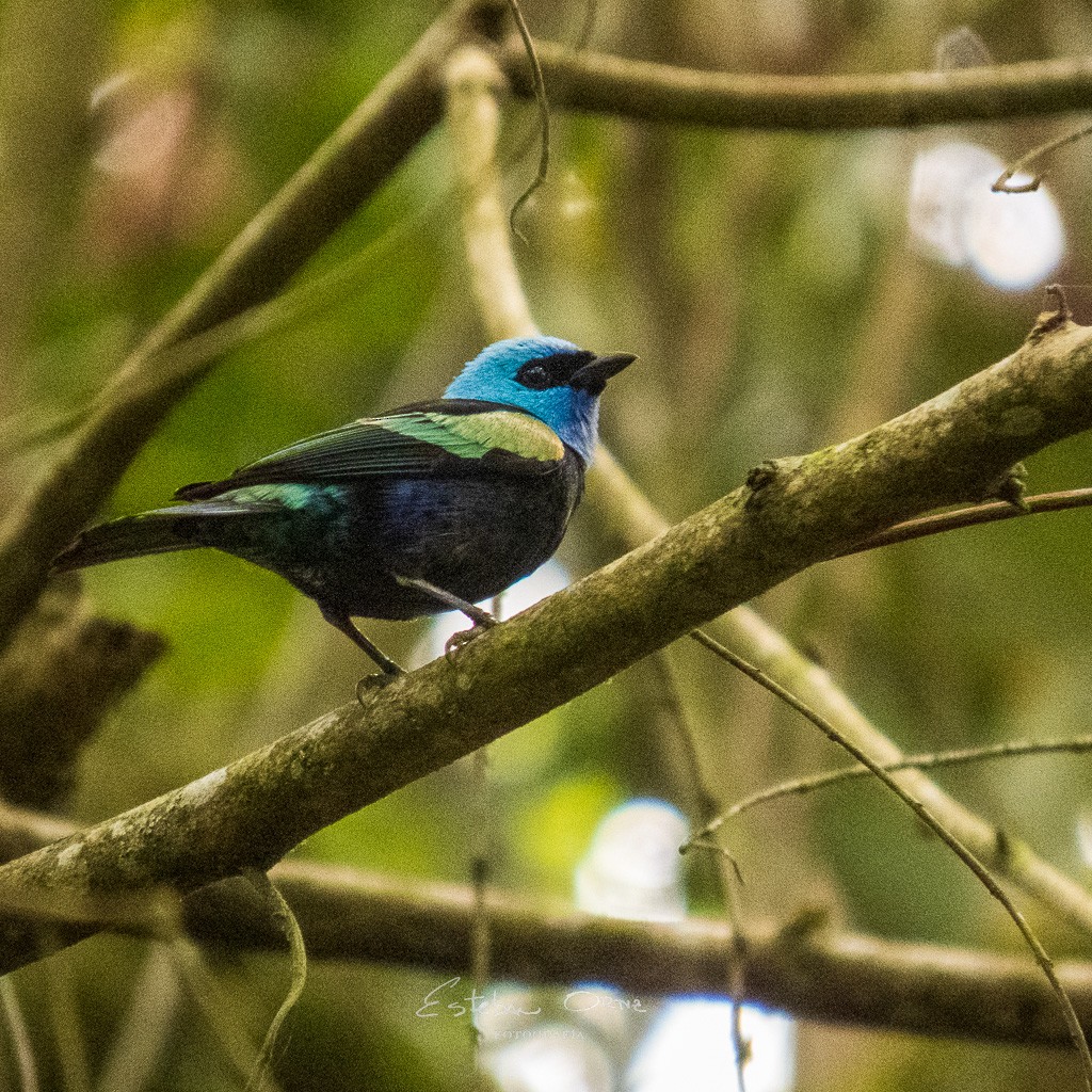 Blue-necked Tanager - ML555128681