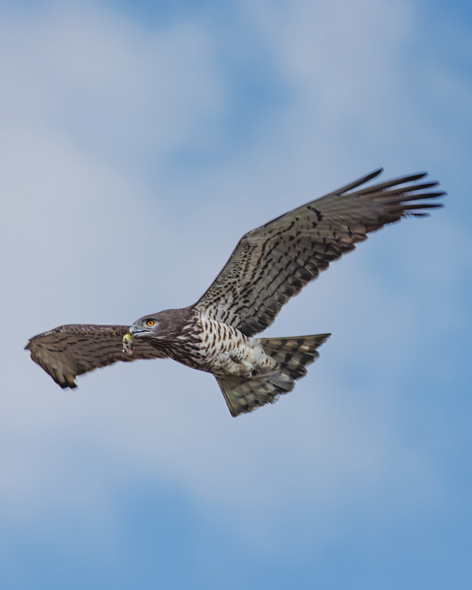 Short-toed Snake-Eagle - ML555128851