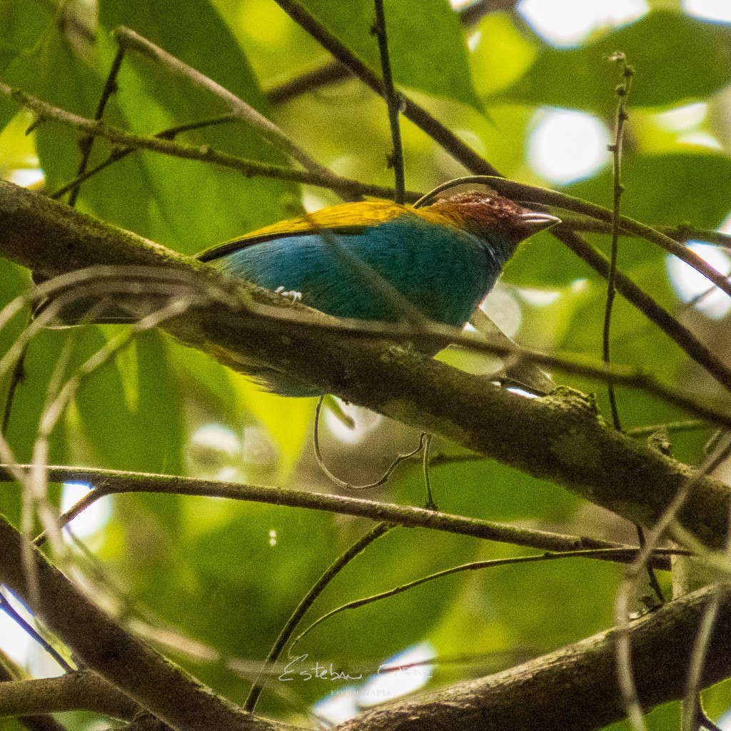 Bay-headed Tanager - ML555128921