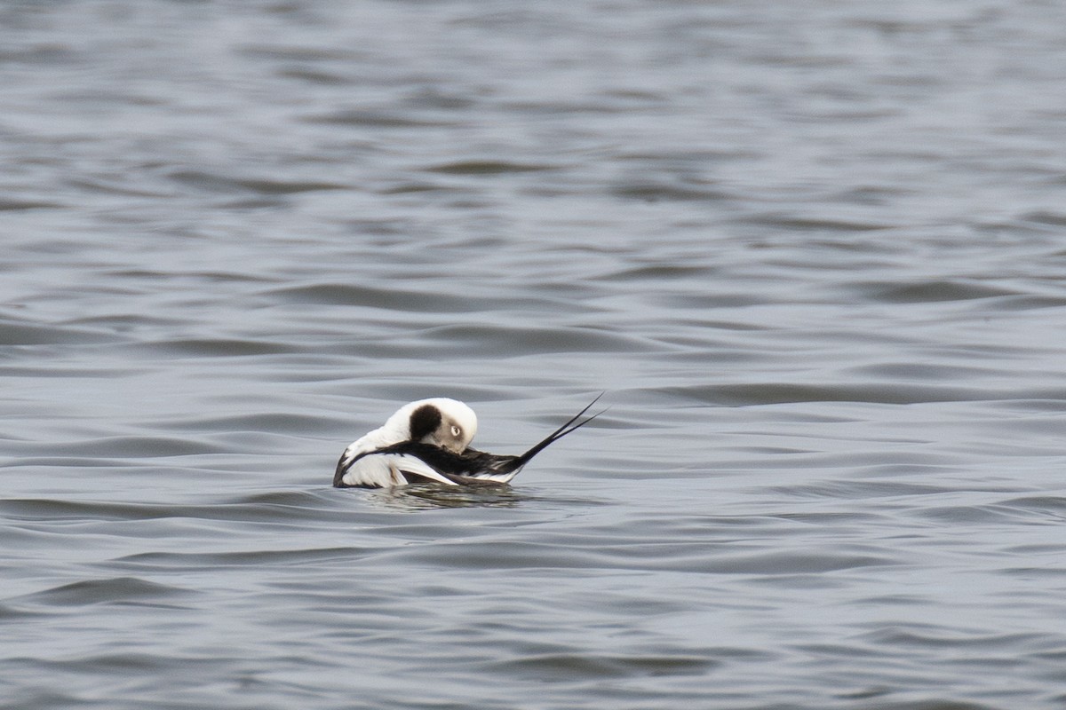 Long-tailed Duck - ML555129091