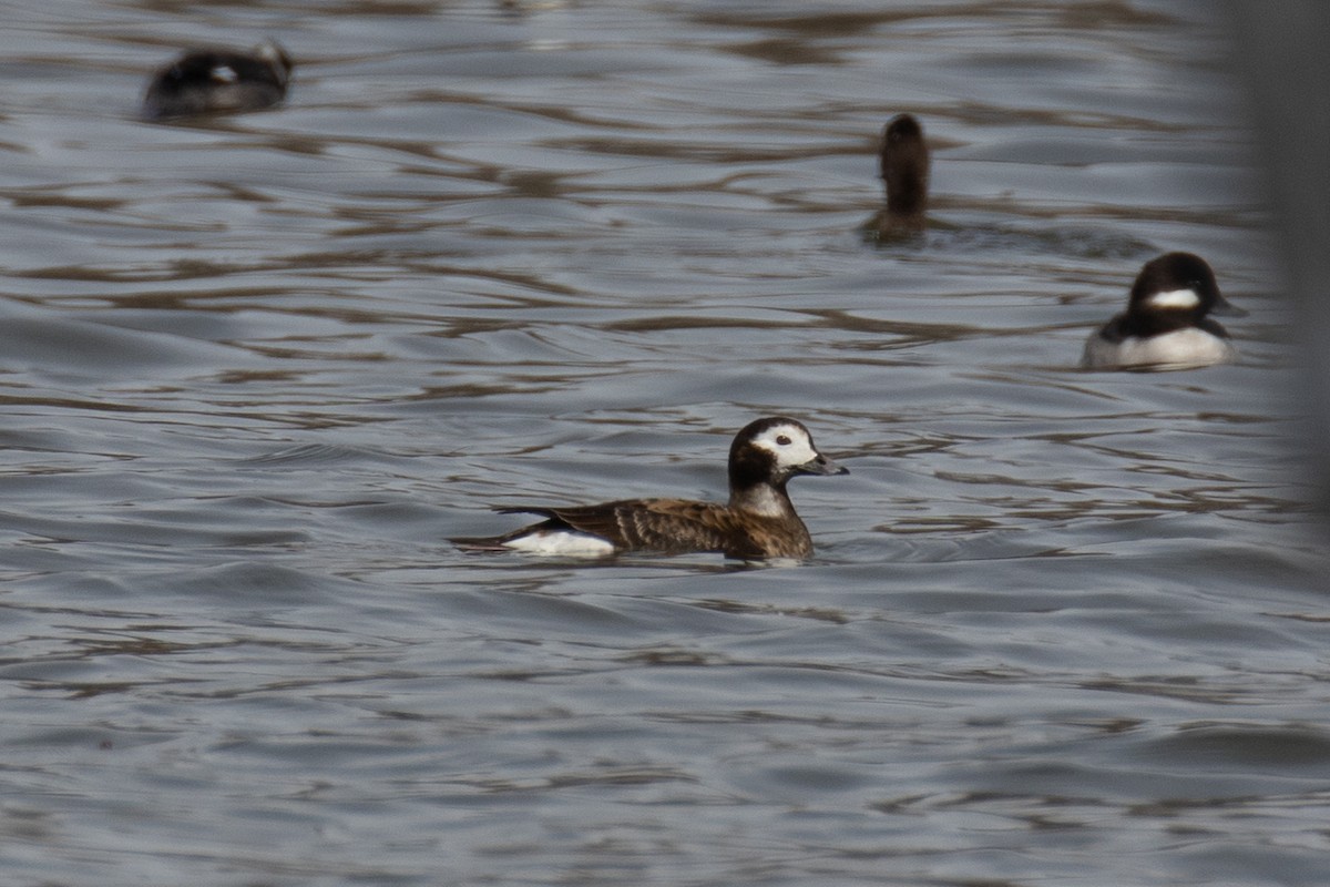 Long-tailed Duck - ML555129101